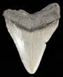 Bargain Juvenile Megalodon Tooth - South Carolina #47235-1